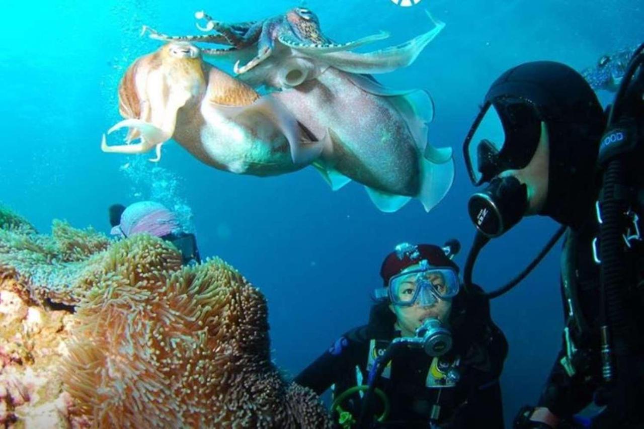 Vasilikí Tortuga Dafni Bay Villas Diver'S Paradise By "Elite" מראה חיצוני תמונה